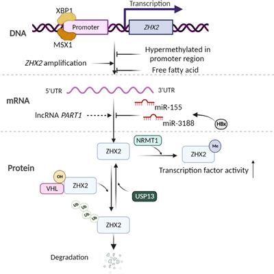 ZHX2 in health and disease